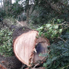 storm11